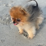 Entry image for Celine Dion