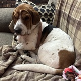 Entry image for Roofus