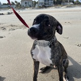 Entry image for Akamaru 