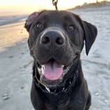 Entry image for Ranger