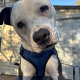 Entry image for Gunner