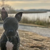 Entry image for Ollie 