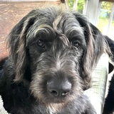 Entry image for Colonel Fitzwilliam 