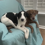 Entry image for Sadie & Kiki