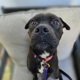 Entry image for Lily