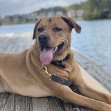 Entry image for Reese