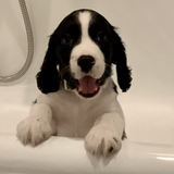 Entry image for Stetson 