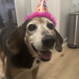 Entry image for Gracie 