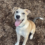 Entry image for Henry