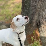 Entry image for Lucy