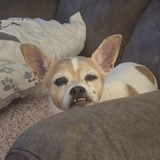 Entry image for Hallie