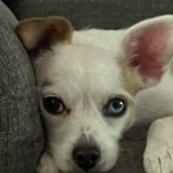 Entry image for Charlie