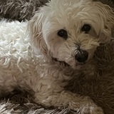 Entry image for Kapono