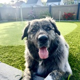 Entry image for Callie