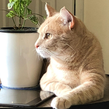 Entry image for Charlie 