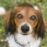 Entry image for Bogey