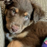 Entry image for Koda