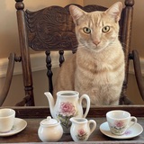 Entry image for Pumpkin 