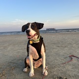 Entry image for Goose