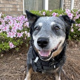 Entry image for Chief