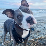 Entry image for Kelso