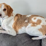 Entry image for Porkchop