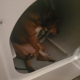 Entry image for Bear