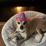 Entry image for Coco