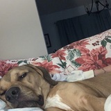 Entry image for Pumpkin 