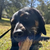 Entry image for Maxi