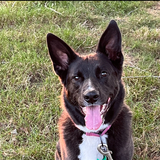 Entry image for Gracie 