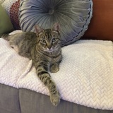 Entry image for Isabella 