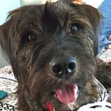 Entry image for Hodgepodge 