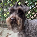 Entry image for Henry