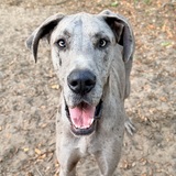 Entry image for Tungsten