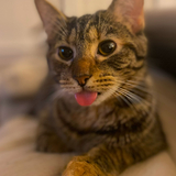 Entry image for Bandit