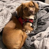 Entry image for Charlie J