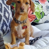 Entry image for Georgie 