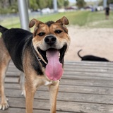 Entry image for Rocky