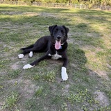 Entry image for Wilma