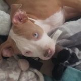 Entry image for OZZY