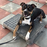 Entry image for Cooper