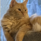 Entry image for Ginger Smitten Mitten Kitten Ale 