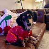 Entry image for Henny the "Mini" dachshund 