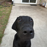 Entry image for Sampson