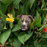 Entry image for Bruno