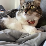 Entry image for Pandora