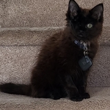 Entry image for Phemus