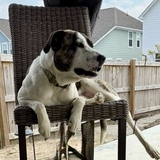 Entry image for Ozzy Ozbone