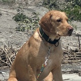 Entry image for Tucker 